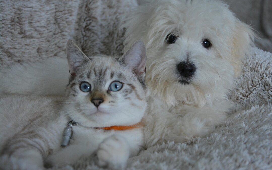 The $35/Month Pet Policy That Protects Properties and Attracts Tenants