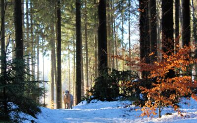 Seasonal Property Maintenance: Your Spring, Summer, Fall, and Winter Checklist