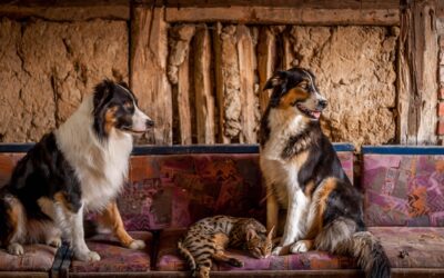 Pet Deposits and Monthly Fees: How to Structure Your Policy