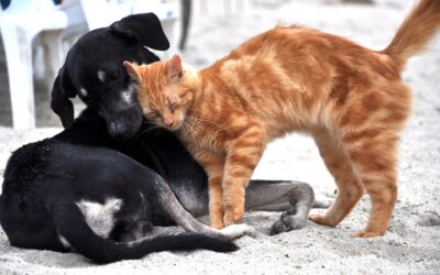 Service Animals vs. ESAs vs. Pets: What Property Owners Need to Know