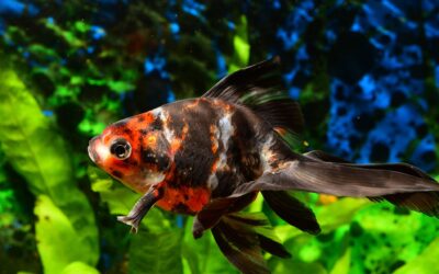 The 2-Pet Maximum Rule (And Why It Works)